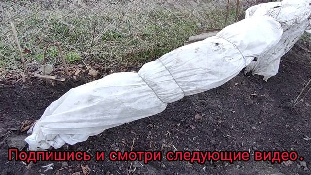 Гранат и инжир , раскрываем после зимы в Одесской области .