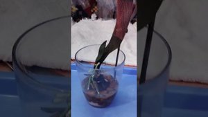 НАШАТЫРЬ+ЯНТАРКА.АММОНИЙНАЯ СОЛЬ ЯНТАРНОЙ КИСЛОТЫ(СУКЦИНАТ АММОНИЯ) ЧАСТЬ 3
