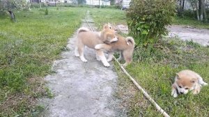 Гуляем отдыхаем, малыши Акито Ину.