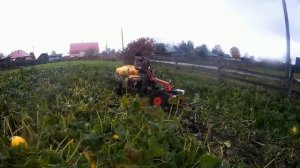 Офф роад по раскисшему огороду.Мотоблок МТЗ-зверь!!!Вывозим огромную тыкву.
