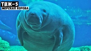 Морская корова - кто это? | #ТВЖ - 5 выпуск