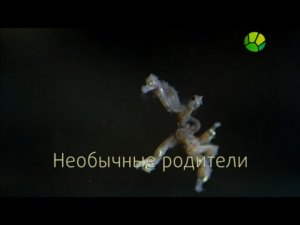 BBC. Загадки природы. Необычные родители