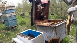 🐝Отводок без поиска матки🍯