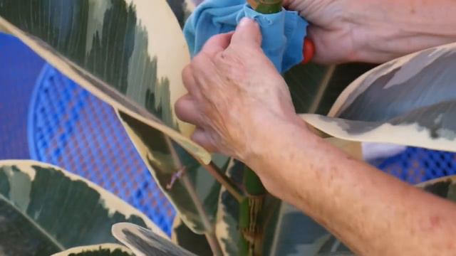 How To Propagate A Rubber Tree Plant (Ficus Elastica) By Air Layering / Joy Us Garden