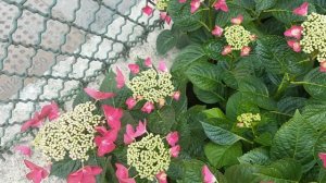 Гортензия (гидрангея) в саду. Hydrangea Macrophylla "Cherry explosion"