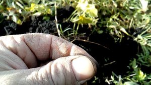 Коп с Ака Сорекс про, на битом месте, находки есть и это радует