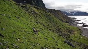Белый Медведь – Хозяин Арктики! Почему Полярные Медведи Приходят к Людям?
