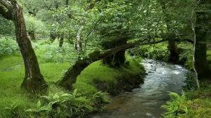 Несёт меня течение. Cover