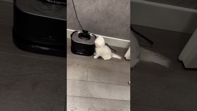 День с Тиффани? смотреть онлайн