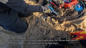 Seal's Jaw Caught On Fishing Hook