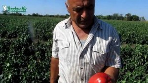 Перец Геркулес ФХ Агробизнес