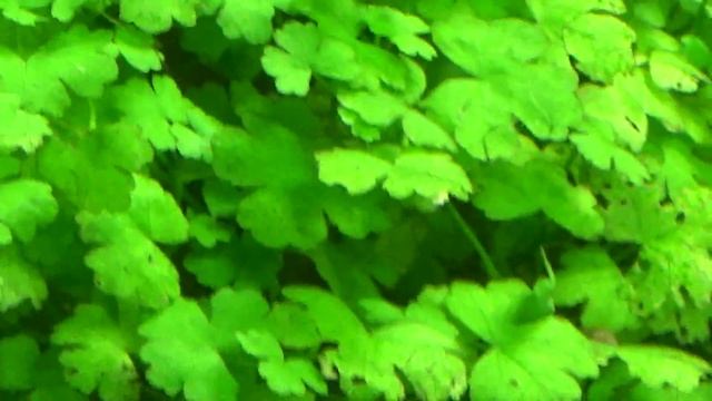 Щитолистник трехраздельный (Hydrocotyle tripartita) смотреть онлайн