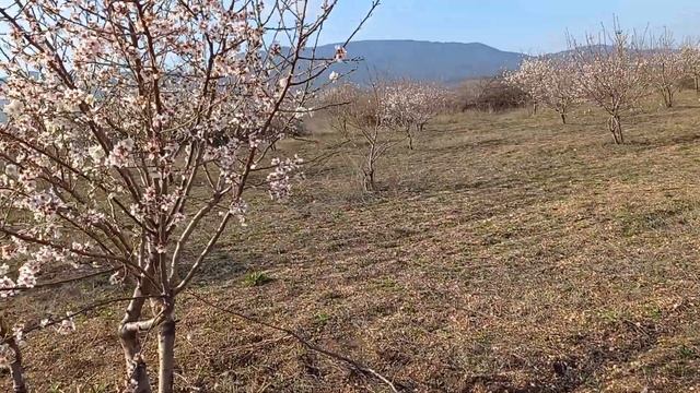 21.03.2023 год Цветет миндаль,но не вовремя ,слишком рано смотреть онлайн