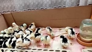 Зимняя инкубация. Цыплята Австролорпа черно-пестрого и Пушкинской породы кур.