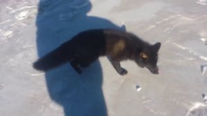 Чернобурка