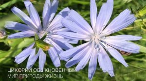 Растение цикорий обыкновенный: описание и лечебные свойства. Когда и как заготавливать