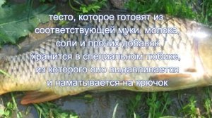 приманки и прикормки для ловли сазана летом