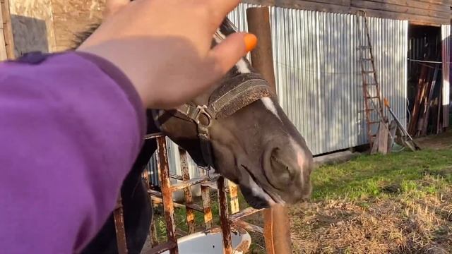 Ньюфаундленд ест капусту,Конь ест яблоки ,майский жук в октябре смотреть онлайн