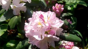 РОДОДЕНДРОНЫ. ОБЗОР СОРТОВ. СЕКРЕТЫ И ОШИБКИ УХОДА. RHODODENDRONS. VARIETIES. SECRETS AND ERRORS.