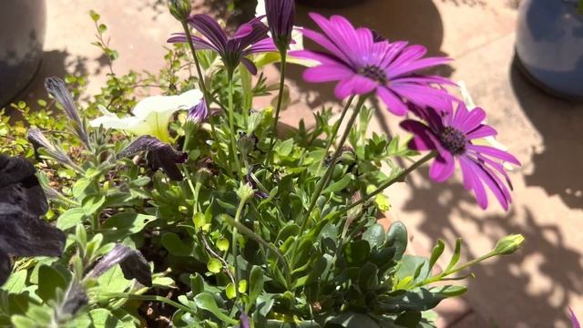 Петунии, французская герань , разноцветные фуксии, ухаживая за ними продлеваем их пышность ￼ смотреть онлайн