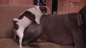 Small dog humps big dog - (Extremely Funny)