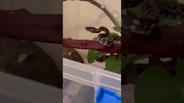 Baby Jungle Carpet Python