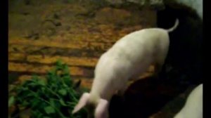 г.Пронск.Рязанская область.Подворье Синициных