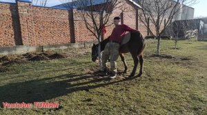 Казахский метод обучения жеребенка. Туман, Арифа, Лошадь.