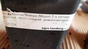 Новые саженцы комнатного лимона! Саженцы лимона почтой!Room lemon!Лимон Мейера,Павловский и Дженоа!