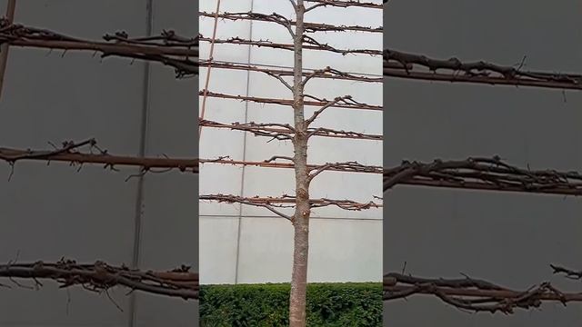 ?Деревья на шпалерах.