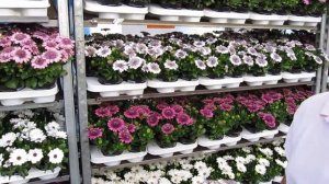 Osteospermum FlowerPower Double Deutsch1