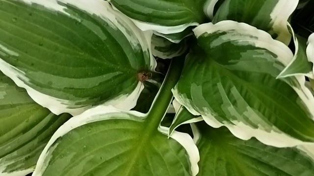 Хоста Albomarginata смотреть онлайн