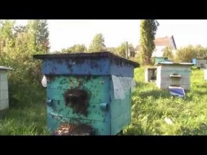 НАПАД ПЧЕЛ / ВОРОВСТВО В УЛЬЕ