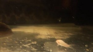 змееголов в домашнем аквариуме 2