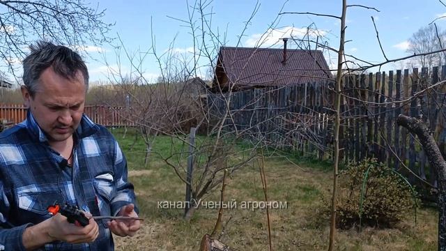 Прививка старой яблони секатором смотреть онлайн