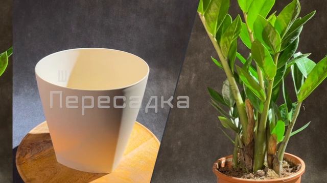 Первая пересадка и базовый уход за долларовым деревом | ЗАМИОКУЛЬКАС ДОМА