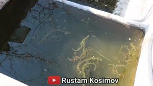 300$-500$ ДАРОМАД БАЛИК БОКИШ БИЗНЕСИ УЙ ШАРОИТИДА