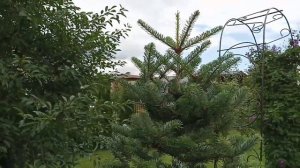 Пихта корейская. Формирующая обрезка
