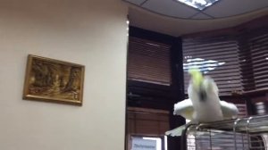 Попугай Какаду нападает