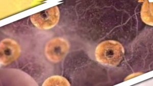 ФОЛЛИКУЛА ЁРИЛМАСА НИМА КИЛИШ КЕРАК