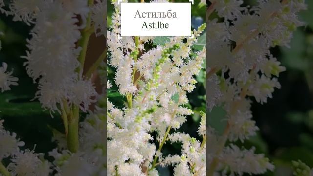 Астильба (Astilbe).?