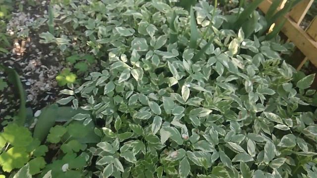 Розы/гортензия/клематис/можжевельник/почвопокровники/