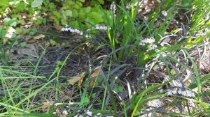 Офиопогон у меня в саду (Ростов-на-Дону)