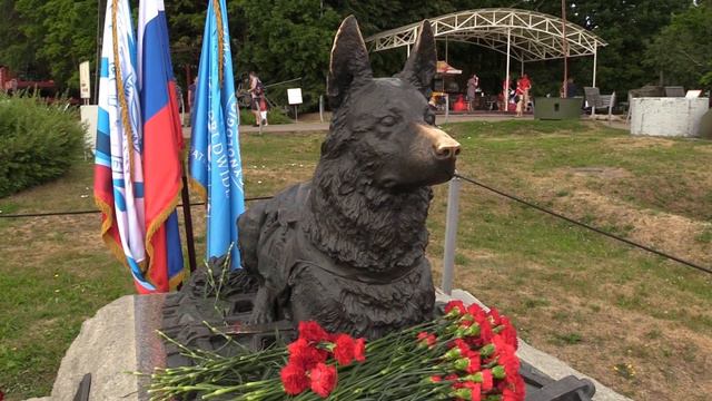 Что особенного в служебной собаке. Почему это самые послушные и легко обучаемые собаки. Овчарки.