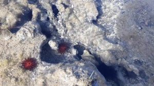 Морские ежи красные и черные в прозрачной воде Карибского моря