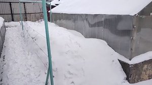 Виноград Подмосковья 03.03.2023. Укрытие кустов винограда в теплице и открытом грунте. Скоро весна.