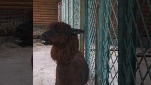 How Alpaca chews grass (Как Альпака жуёт траву)