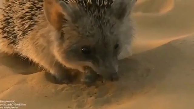 что кушает ёж, да всё что медленно движется!.mp4