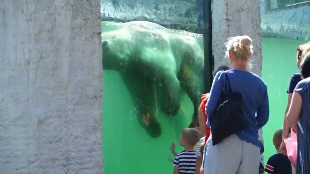 Белый медведь в Зоосаде им. Сысоева смотреть онлайн