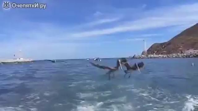 Девушка кормит тюленя смотреть онлайн